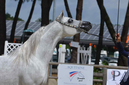 Concours International de Bordeaux 2015 - SHAWAN DU KLINTZ - notre selection Portraits - 09