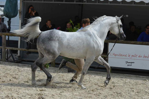 Concours International de Bordeaux 2015 - SHAWAN DU KLINTZ - notre selection - 03