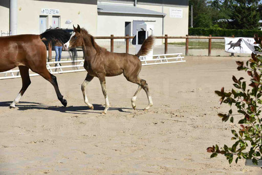 Show National de CHAZEY sur AIN 2016 - AMIR KHAR ISMA - 036