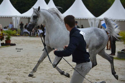 Championnat de France à Pompadour 2015 - SHAWAN DU KLINTZ - notre selection - 17
