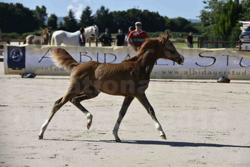 Show National de CHAZEY sur AIN 2016 - AMIR KHAR ISMA - 012