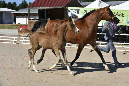 Show National de CHAZEY sur AIN 2016 - AMIR KHAR ISMA - 028