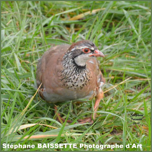 Elevage de gibiers de chasse