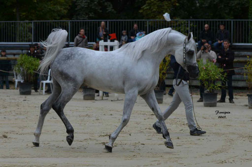 Championnat de France à Pompadour 2015 - SHAWAN DU KLINTZ - notre selection - 03