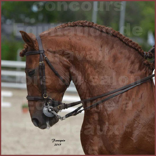 Portraits de chevaux Lusitaniens lors d'un concours d'Equitation de travail de chevaux Lusitaniens