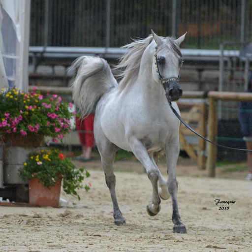 Championnat de France à Pompadour 2015 - SHAWAN DU KLINTZ - notre selection - 13