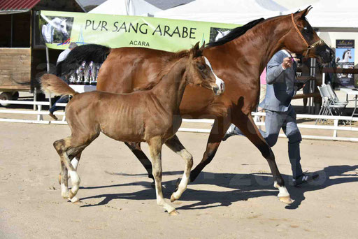 Show National de CHAZEY sur AIN 2016 - AMIR KHAR ISMA - 030