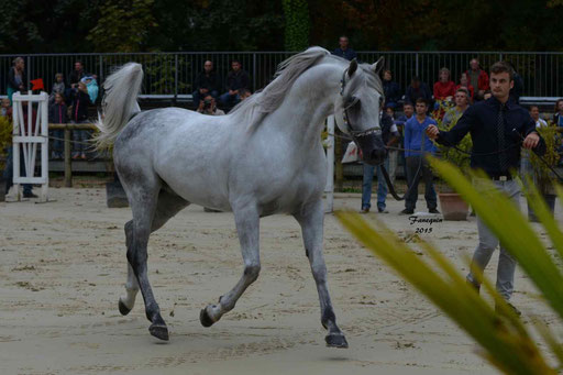 Championnat de France à Pompadour 2015 - SHAWAN DU KLINTZ - notre selection - 12