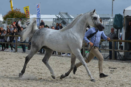 Concours International de Bordeaux 2015 - SHAWAN DU KLINTZ - notre selection - 10