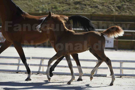 Show National de CHAZEY sur AIN 2016 - AMIR KHAR ISMA - 062