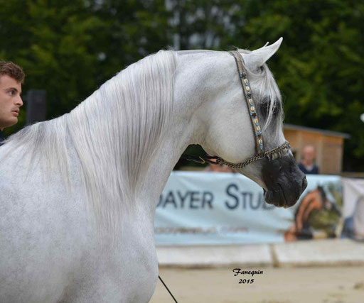 Championnat de France à Pompadour 2015 - SHAWAN DU KLINTZ - notre selection - Portraits - 09