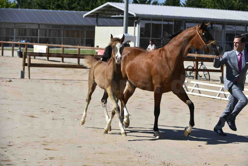 Show National de CHAZEY sur AIN 2016 - AMIR KHAR ISMA - 019