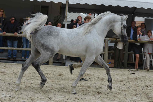 Concours International de Bordeaux 2015 - SHAWAN DU KLINTZ - notre selection - 35