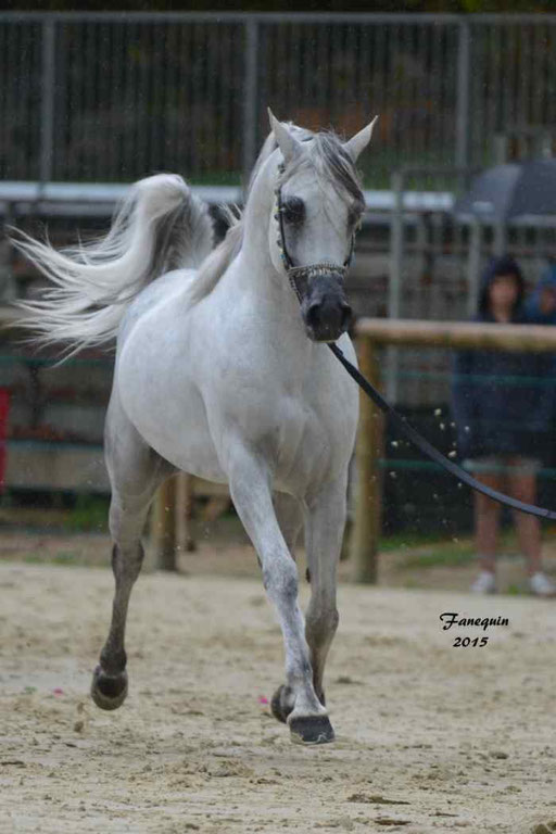 Championnat de France à Pompadour 2015 - SHAWAN DU KLINTZ - notre selection - 14