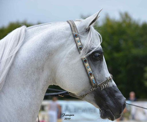 Championnat de France à Pompadour 2015 - SHAWAN DU KLINTZ - notre selection - Portraits - 07