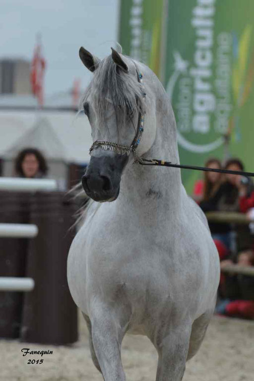 Concours International de Bordeaux 2015 - SHAWAN DU KLINTZ - notre selection Portraits - 13