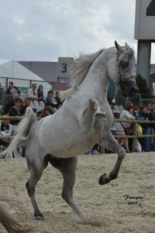 Concours International de Bordeaux 2015 - SHAWAN DU KLINTZ - notre selection - 38