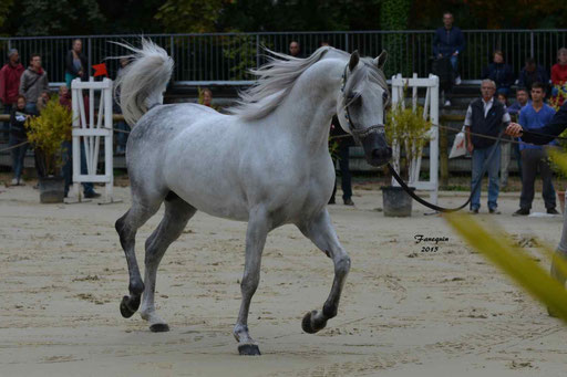 Championnat de France à Pompadour 2015 - SHAWAN DU KLINTZ - notre selection - 11