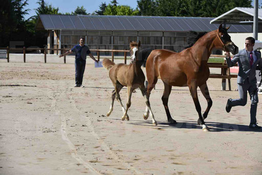 Show National de CHAZEY sur AIN 2016 - AMIR KHAR ISMA - 017