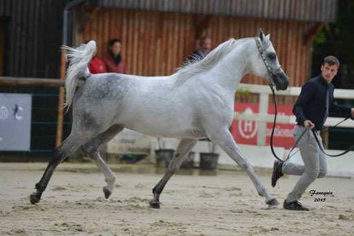 Championnat de France à Pompadour 2015 - SHAWAN DU KLINTZ - notre selection - 01