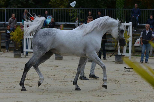 Championnat de France à Pompadour 2015 - SHAWAN DU KLINTZ - notre selection - 04