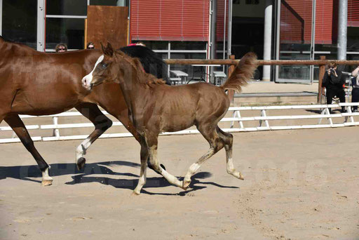 Show National de CHAZEY sur AIN 2016 - AMIR KHAR ISMA - 043