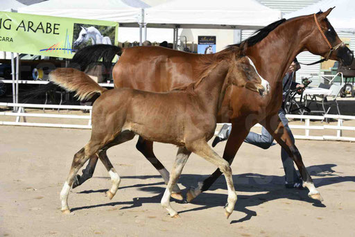 Show National de CHAZEY sur AIN 2016 - AMIR KHAR ISMA - 032