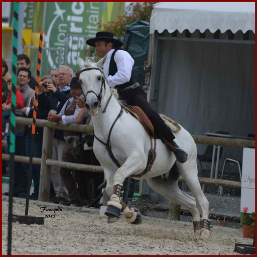 Épreuve de Maniabilité Chronométré lors d'un concours d'Equitation de travail de chevaux Lusitaniens