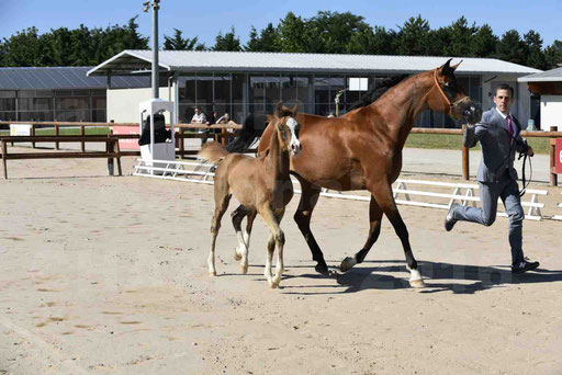 Show National de CHAZEY sur AIN 2016 - AMIR KHAR ISMA - 022