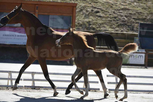 Show National de CHAZEY sur AIN 2016 - AMIR KHAR ISMA - 052