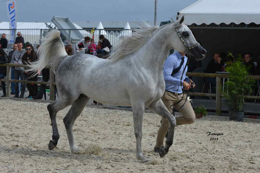 Concours International de Bordeaux 2015 - SHAWAN DU KLINTZ - notre selection - 11
