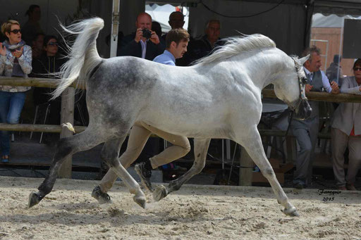 Concours International de Bordeaux 2015 - SHAWAN DU KLINTZ - notre selection - 06