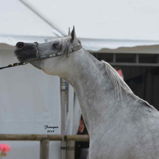 Concours International de Bordeaux 2015 - SHAWAN DU KLINTZ - notre selection Portraits - 06