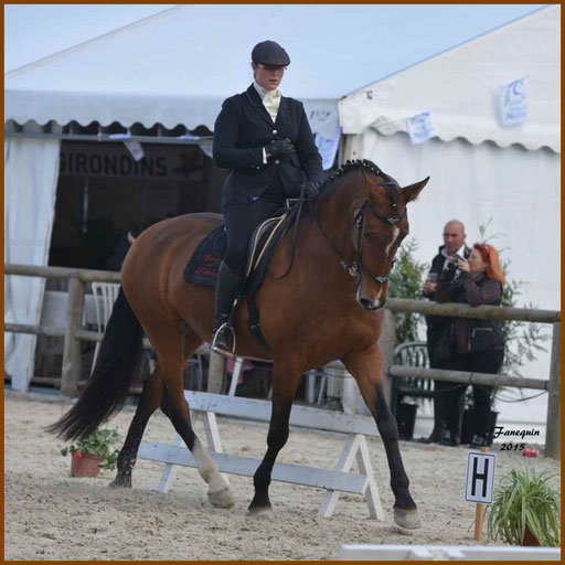 Épreuve de Dressage lors d'un concours d'Equitation de travail de chevaux Lusitaniens