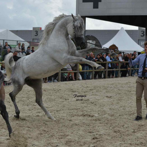 Concours International de Bordeaux 2015 - SHAWAN DU KLINTZ - notre selection - 39