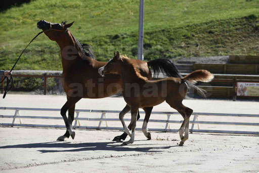 Show National de CHAZEY sur AIN 2016 - AMIR KHAR ISMA - 067