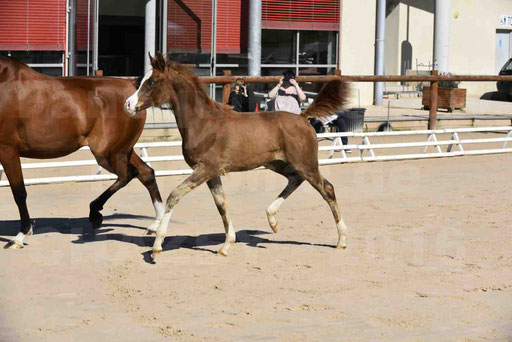 Show National de CHAZEY sur AIN 2016 - AMIR KHAR ISMA - 041