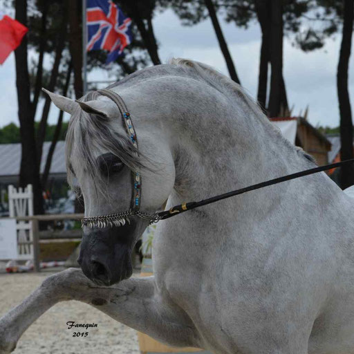 Concours International de Bordeaux 2015 - SHAWAN DU KLINTZ - notre selection Portraits - 08