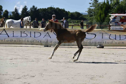 Show National de CHAZEY sur AIN 2016 - AMIR KHAR ISMA - 009