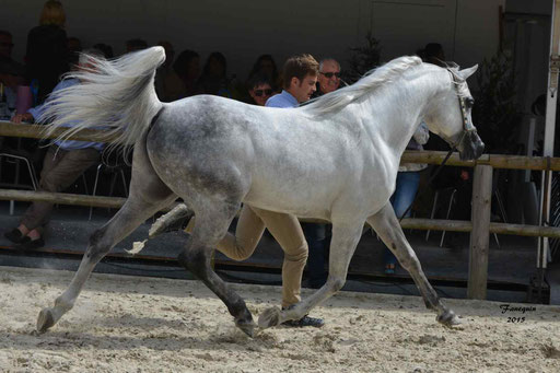 Concours International de Bordeaux 2015 - SHAWAN DU KLINTZ - notre selection - 04