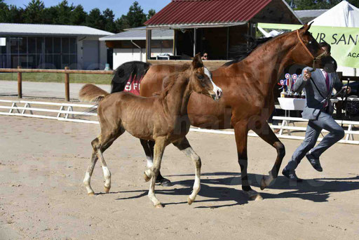 Show National de CHAZEY sur AIN 2016 - AMIR KHAR ISMA - 027