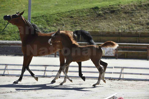 Show National de CHAZEY sur AIN 2016 - AMIR KHAR ISMA - 065