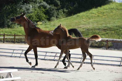 Show National de CHAZEY sur AIN 2016 - AMIR KHAR ISMA - 071