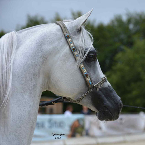 Championnat de France à Pompadour 2015 - SHAWAN DU KLINTZ - notre selection - Portraits - 08