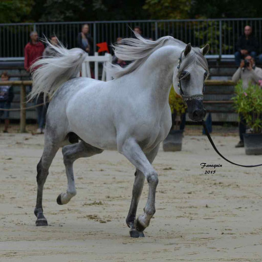 Championnat de France à Pompadour 2015 - SHAWAN DU KLINTZ - notre selection - 09