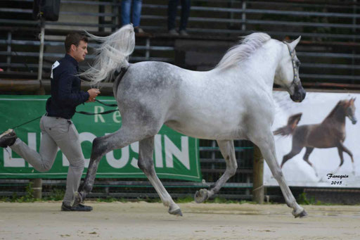 Championnat de France à Pompadour 2015 - SHAWAN DU KLINTZ - notre selection - 18