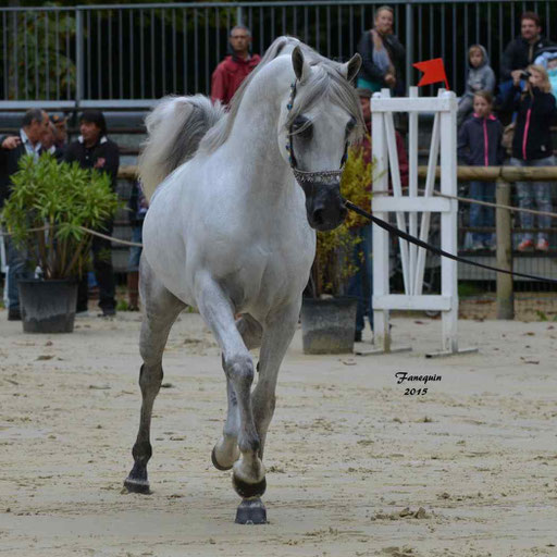 Championnat de France à Pompadour 2015 - SHAWAN DU KLINTZ - notre selection - 07
