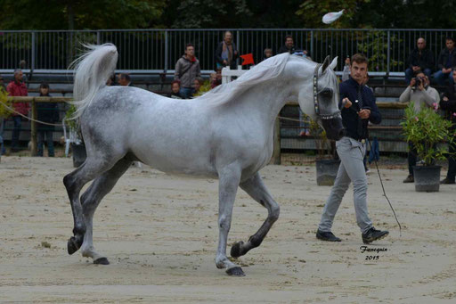 Championnat de France à Pompadour 2015 - SHAWAN DU KLINTZ - notre selection - 02