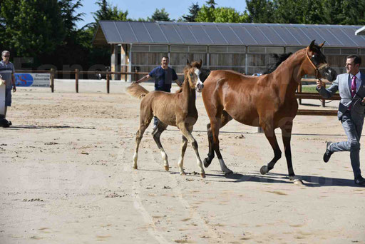 Show National de CHAZEY sur AIN 2016 - AMIR KHAR ISMA - 015