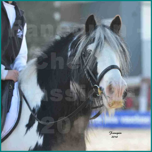 Cheval Passion 2016 - Cheval IRISH COB - Portrait